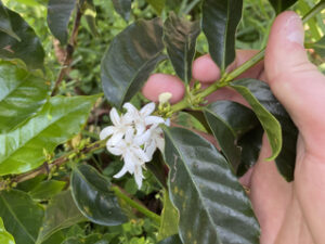 Plan de café Colombie Sudus à la ferme El Saman