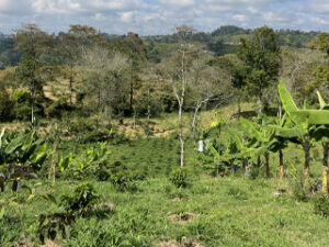 la plantation de café à la ferme El Saman